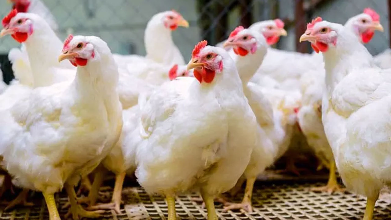 Chicken Shops | మాంసం ప్రియులకు షాకింగ్.. ఏప్రిల్ 1 నుంచి చికెన్‌ దుకాణాలు బంద్‌..!