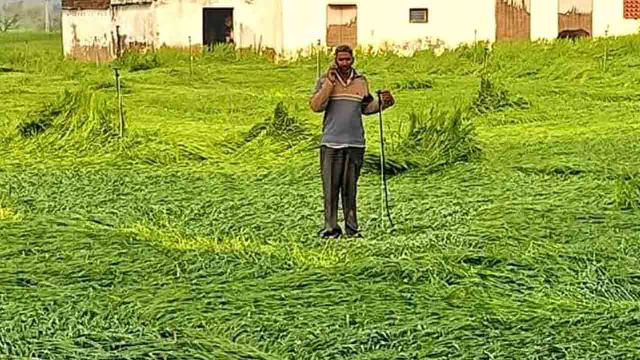 వడగండ్ల వానకు దెబ్బతిన్న పంటలు.. ఆందోళనలో అన్నదాతలు