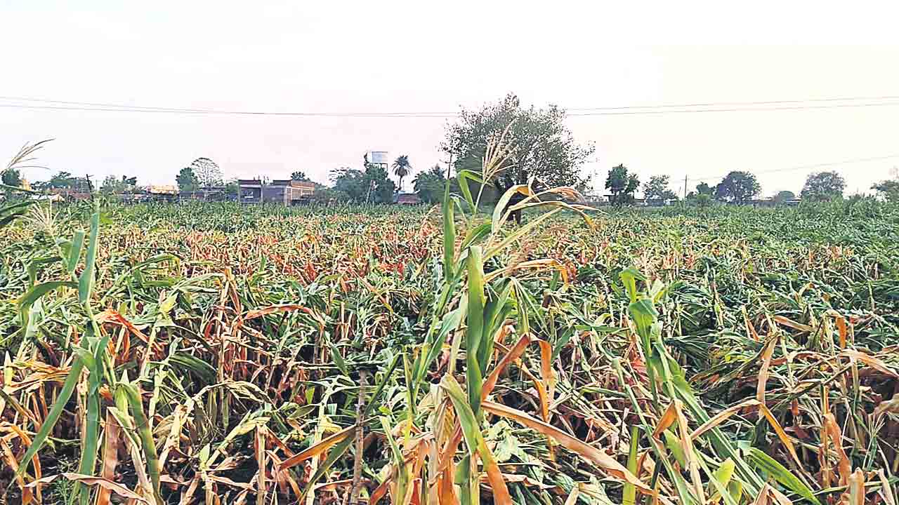 అకాల వర్షం.. అపారనష్టం.. వందల ఎకరాల్లో నష్టం