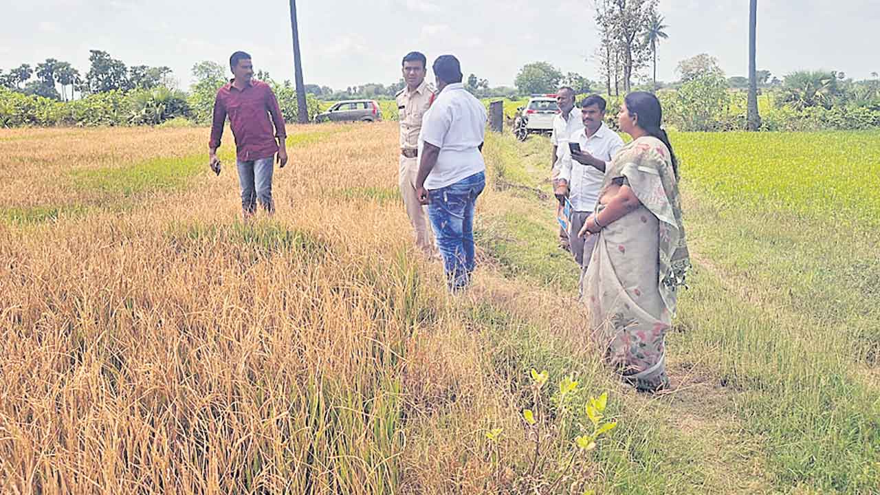 ఐదు ఎకరాల పంటపై గడ్డి మందు స్ప్రే