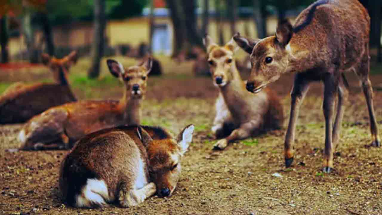 15 Deer Killed By Dogs | కుక్కల దాడిలో 15 జింకలు మృతి.. నలుగురు అటవీ శాఖ సిబ్బంది సస్పెండ్‌