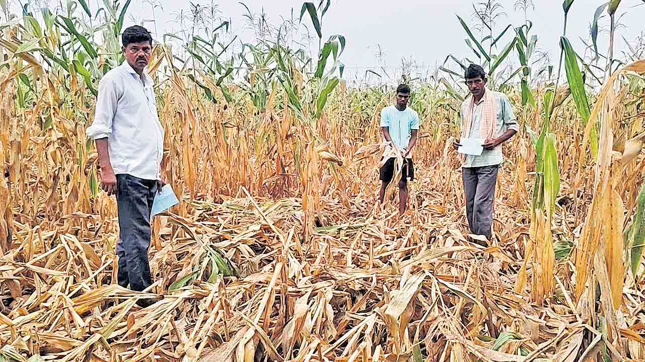నకిలీ విత్తనాలతో నట్టేట మునిగిన రైతులు.. మక్క పంట దెబ్బతినడంతో ఆందోళన
