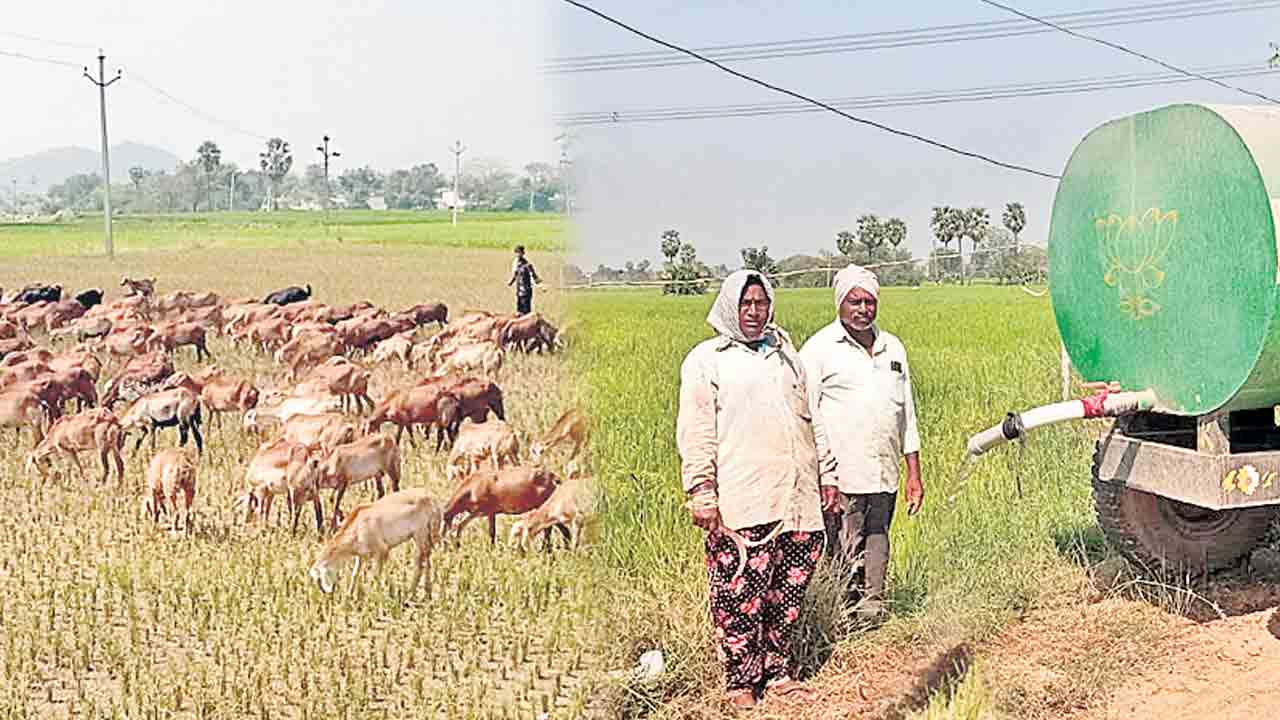 కాళేశ్వరాన్ని పండబెట్టి.. పంటలెండబెట్టి.. కాంగ్రెస్‌ సర్కార్‌ తీరుపై రైతుల ఆగ్రహం