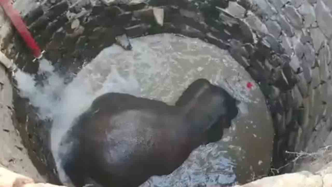 Watch: లోతైన బావిలో పడిన ఏనుగు పిల్ల.. ఎలా రక్షించారంటే?