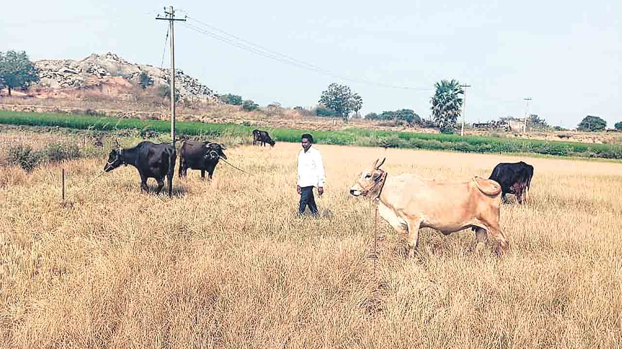 రెండెకరాల్లో పొలం ఎండిపాయె..