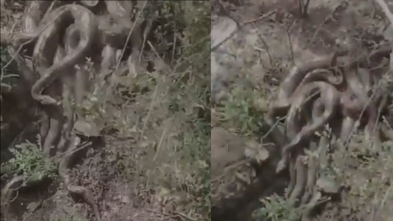 Massive Pythons | ఒకేచోట కుప్పగా కొండచిలువల గుంపు.. భయాందోళనకు గురైన జనం