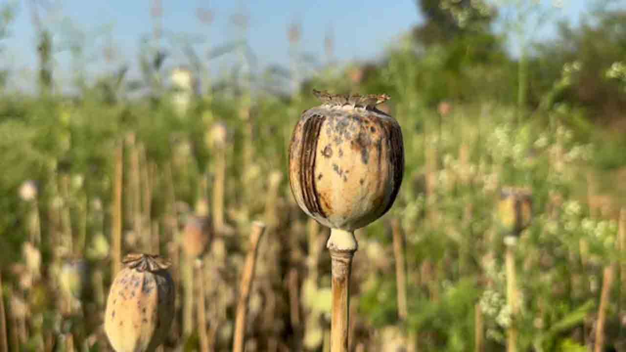 Illegal Opium Cultivation | ఫార్మ్‌హౌస్‌లో నల్లమందు సాగు.. బీజేపీ నేత సస్పెండ్‌