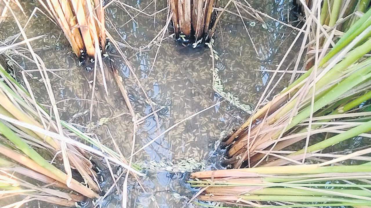 ముంచిన అకాలవాన