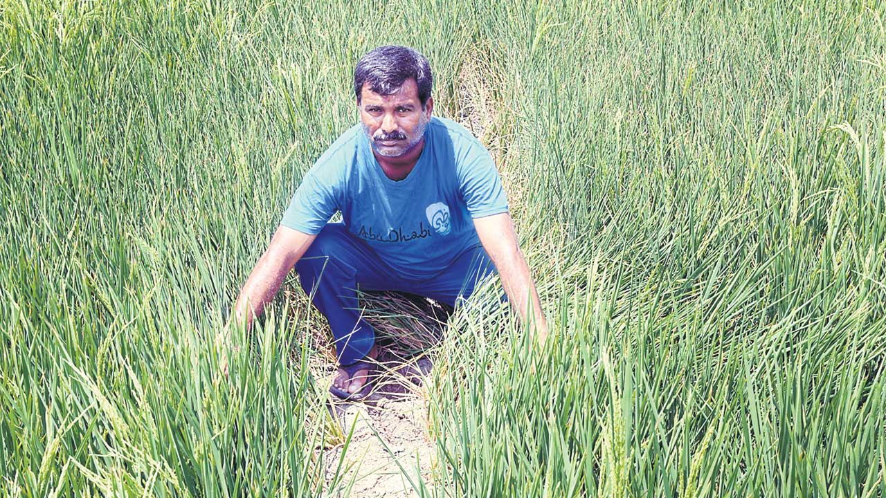 నీళ్లు రాక.. రైతన్న కన్నీళ్లు