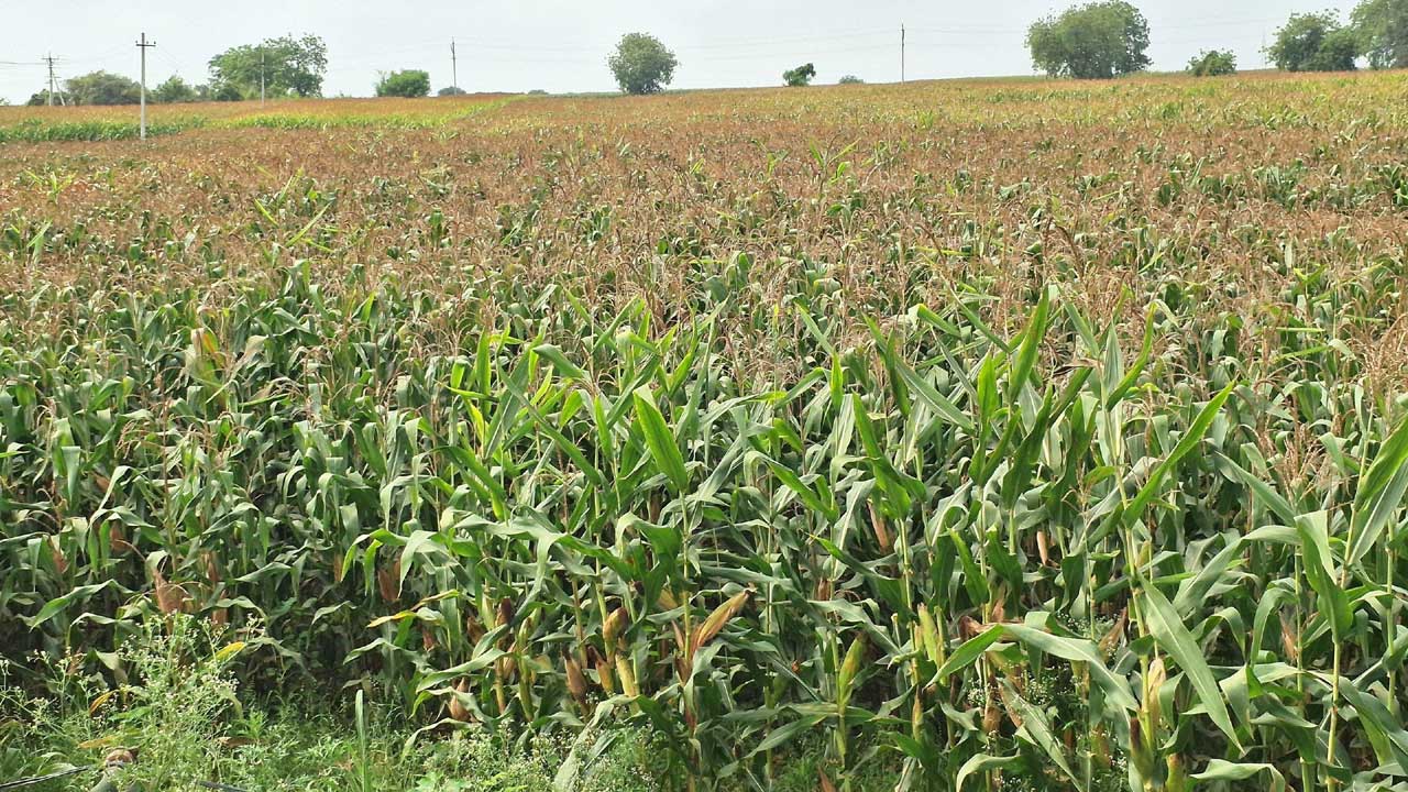 ఎత్తు పెరిగింది.. గింజల్లేవ్‌!