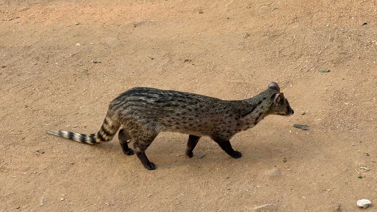 అనారోగ్యంతో చిక్కిన పునుగు పిల్లి