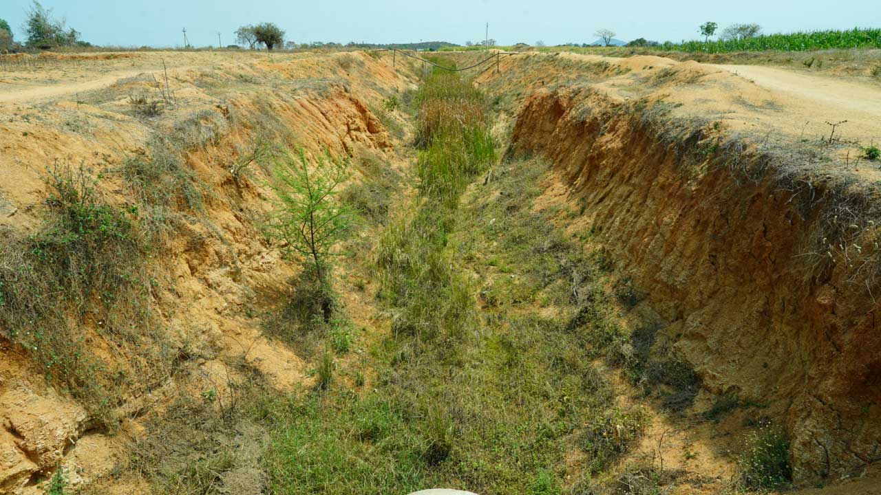 ఎండుతున్న పైరు