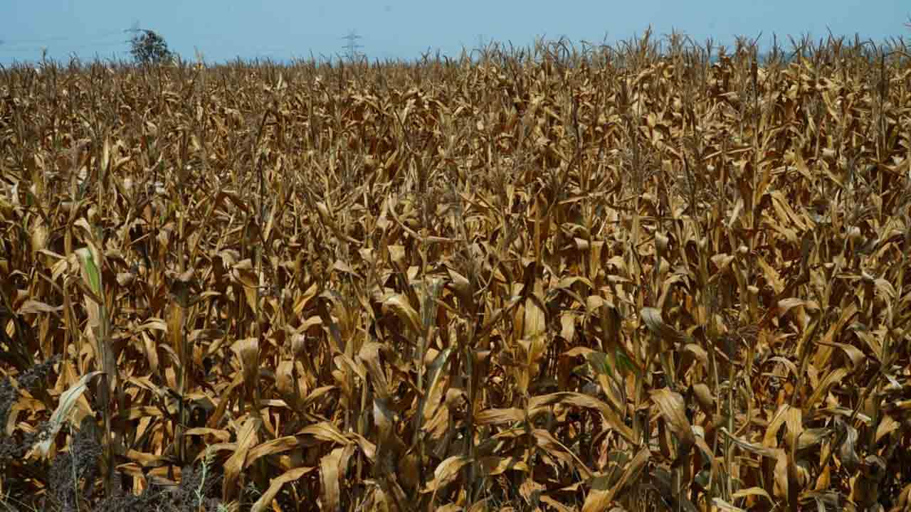 అడుగంటుతున్న ఆశలు!.. ముంచుకొస్తున్న జల సంక్షోభం