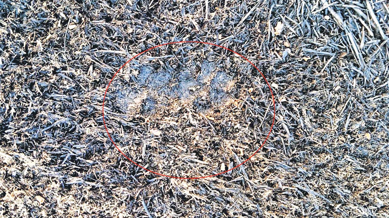 చిరుత కలకలం