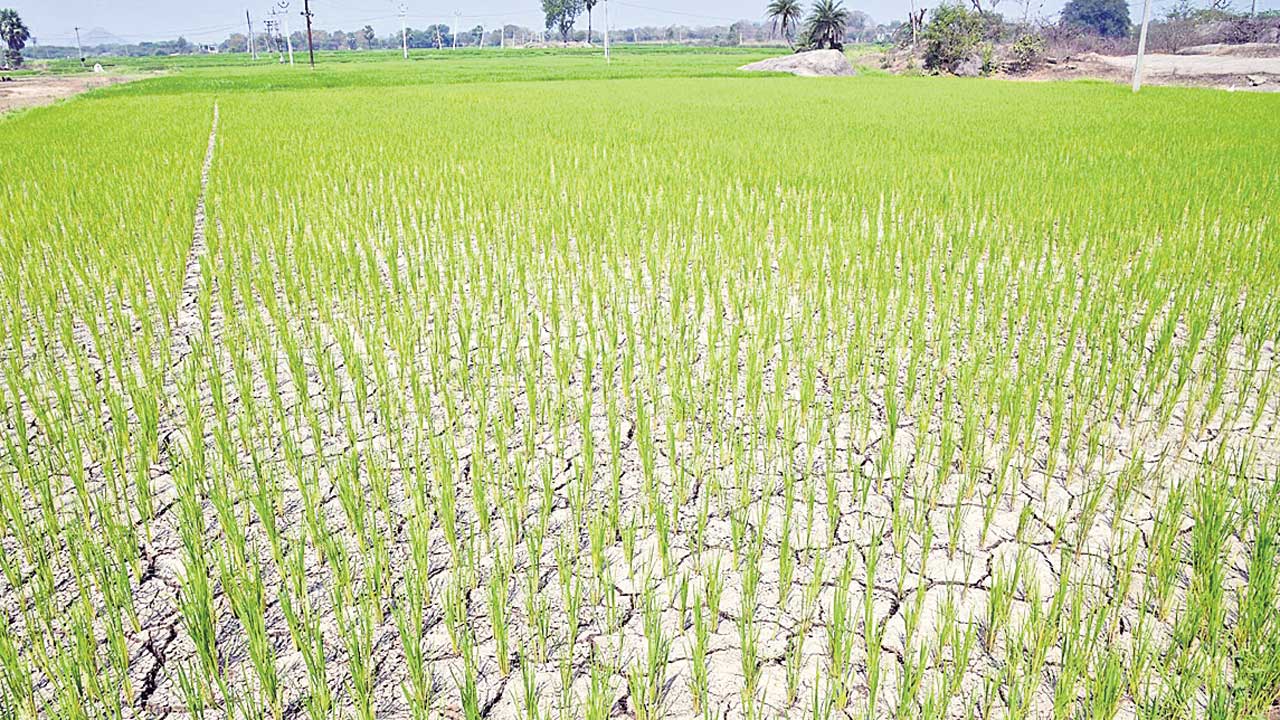 పంటెండుతున్నది!