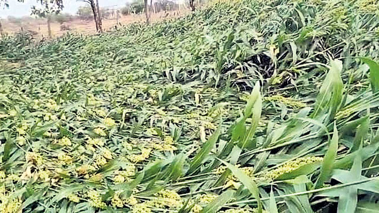 అకాల వర్షం.. పంటలకు నష్టం