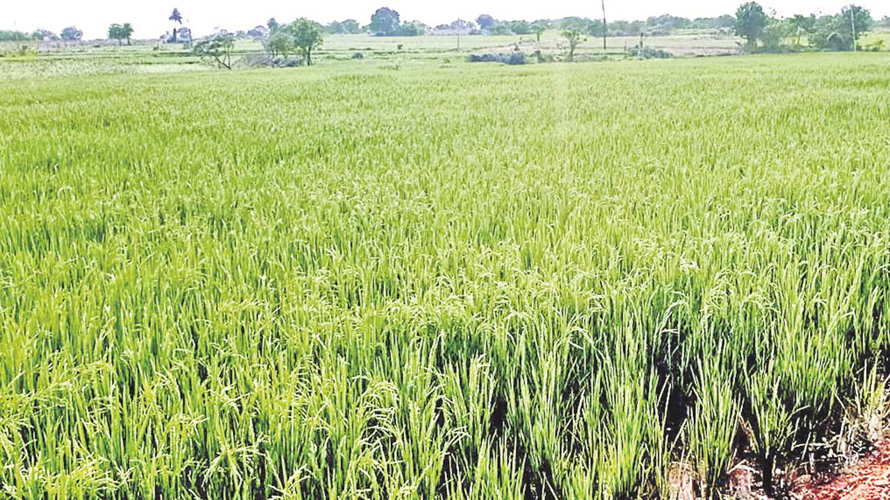 రైతు భరోసా..లేదు థిలాసా..!