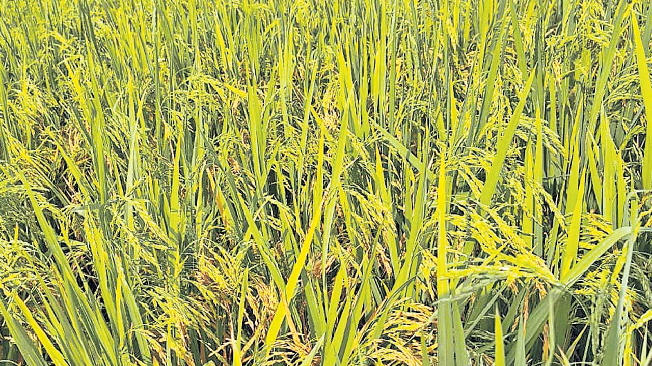 కావేరి టిల్లుతో.. రైతులు గొల్లు!