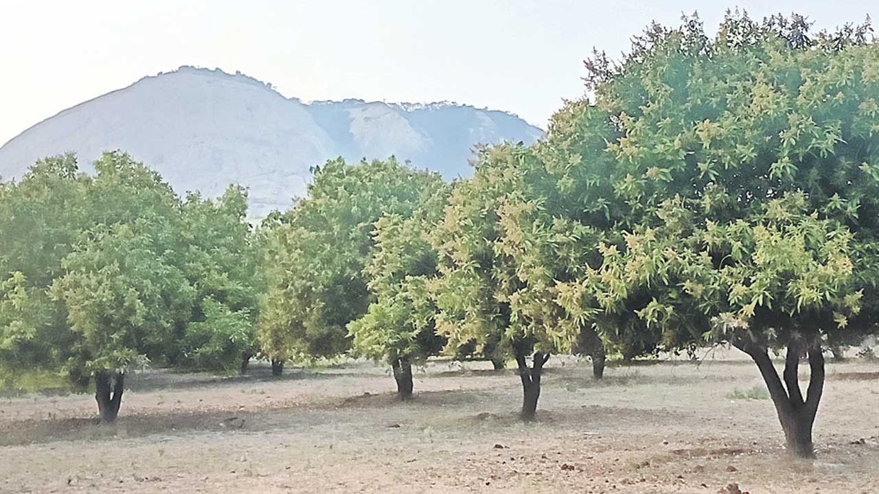 విరగబూసిన మామిడి పూత