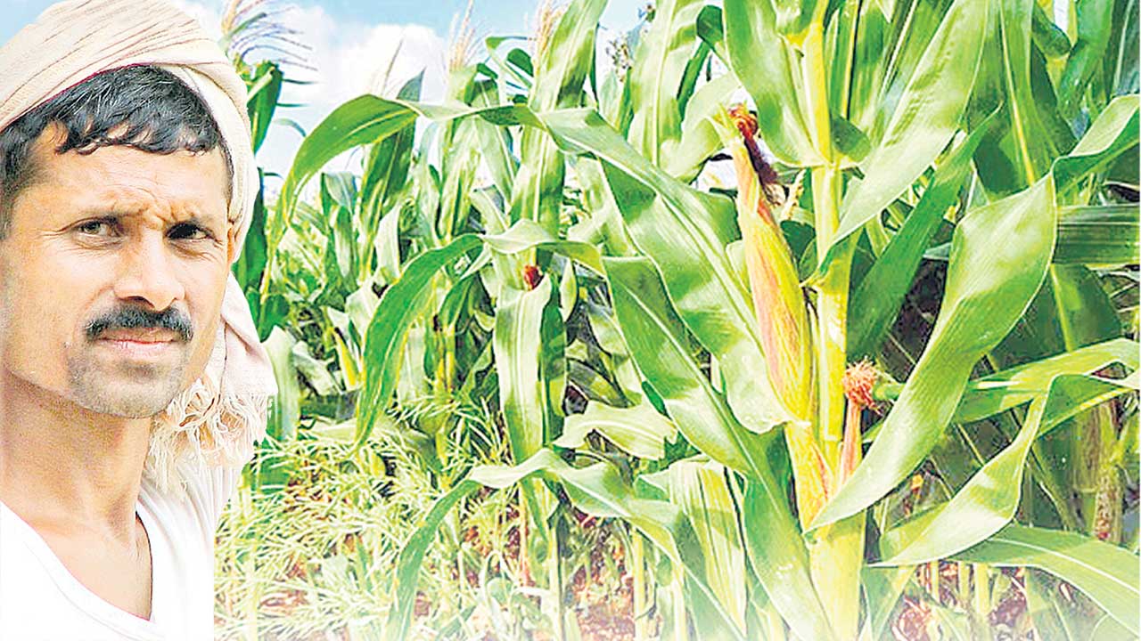 మక్క పైసలు రాలే!