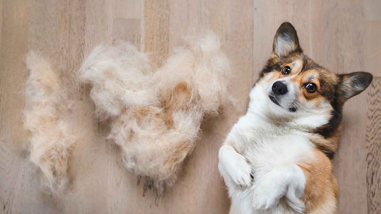 పెట్స్‌.. బొచ్చు తొలగిపోవాలంటే..