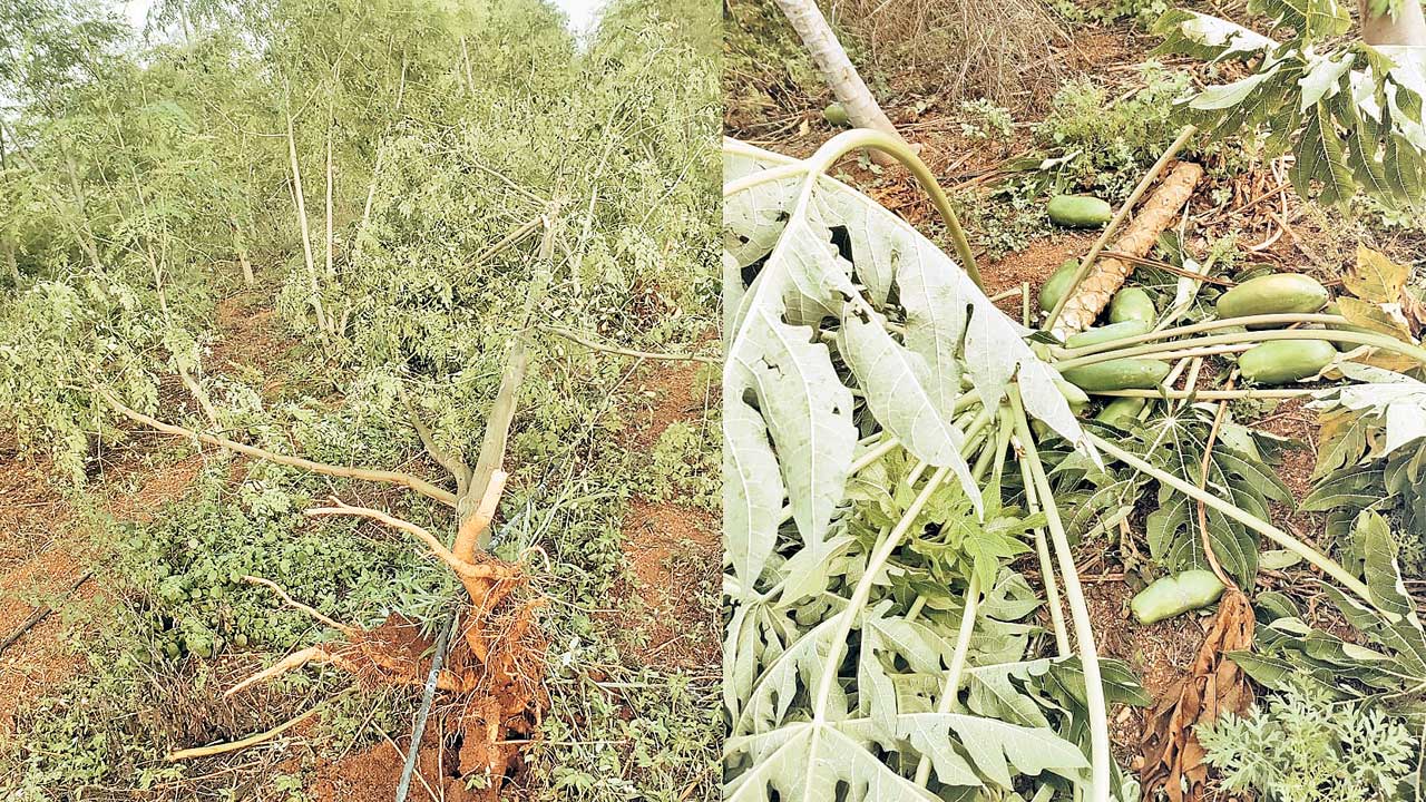 వర్షం.. నష్టం