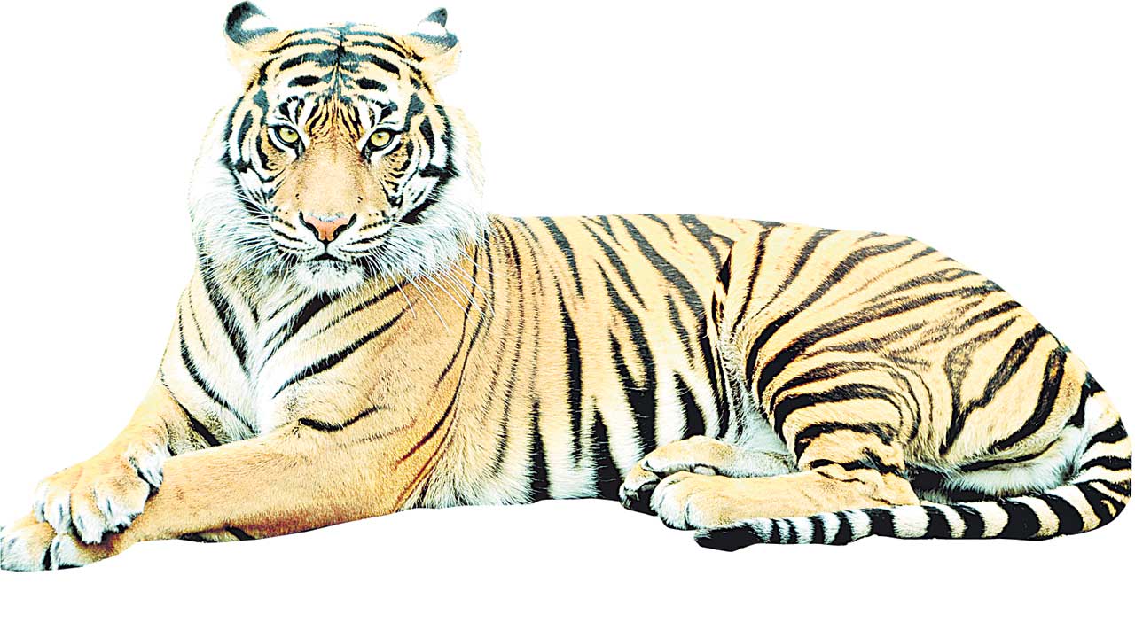 పులి ఎక్కడ?