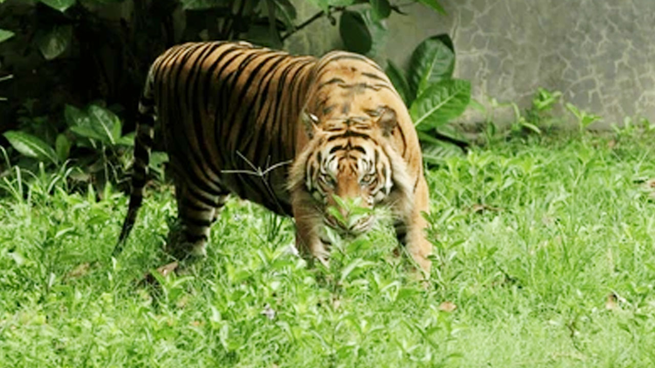 Tiger | పోలవరం జిల్లాలో ఆవు, దూడను చంపిన పెద్దపులి..స్థానికుల్లో భయాందోళనలు