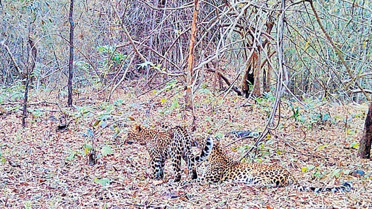 కనకగిరి అడవుల్లో చిరుతల సంచారం