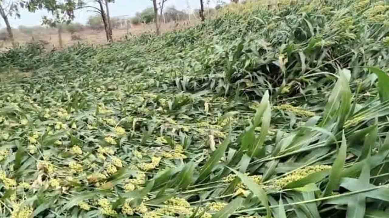 Unseasonal rains | అకాల వర్షంతో తీవ్ర నష్టం.. దెబ్బతిన్న కూరగాయలు, మొక్కజొన్న, వరి