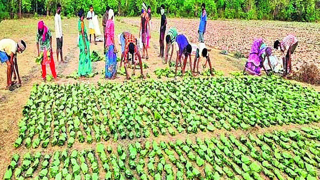 తునికాకు బ్యాగులు మాయం!