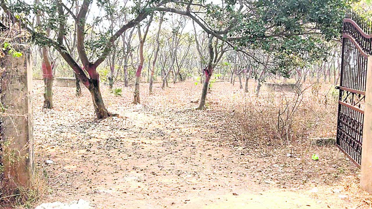 నాడు పచ్చదనం.. నేడు ఎండిన వనం!