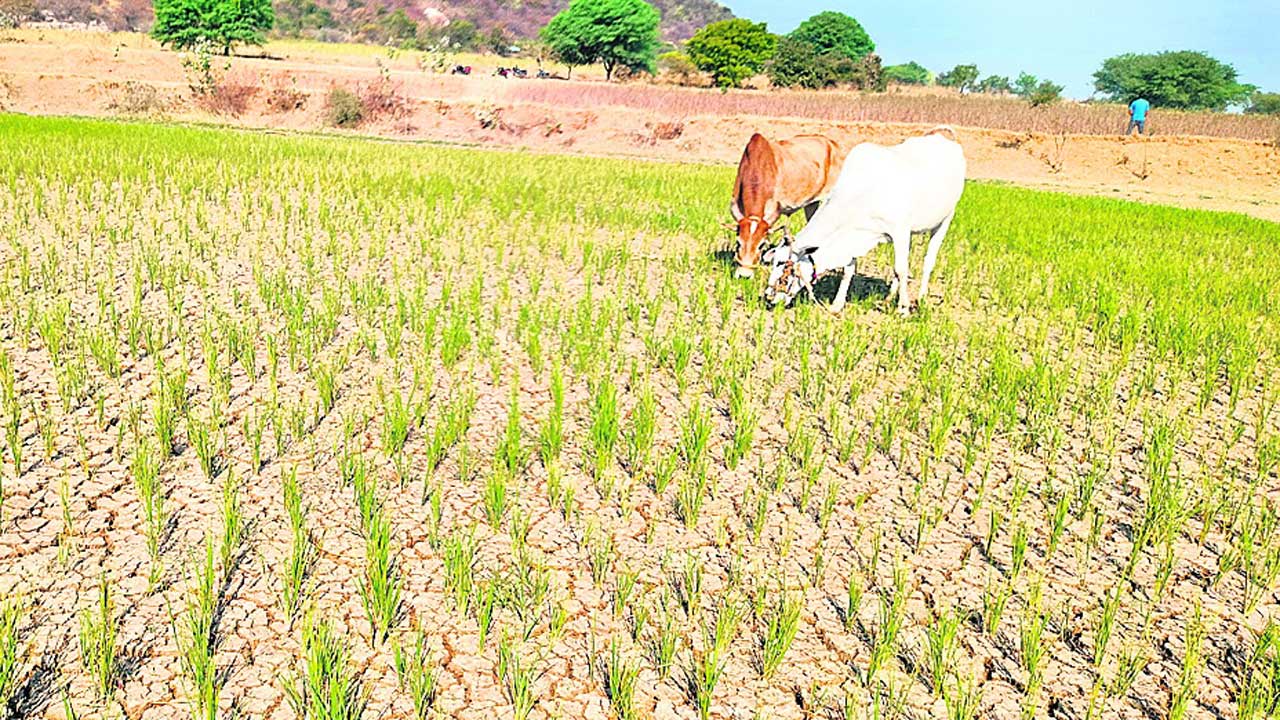 ఆశలు అడుగంటి..