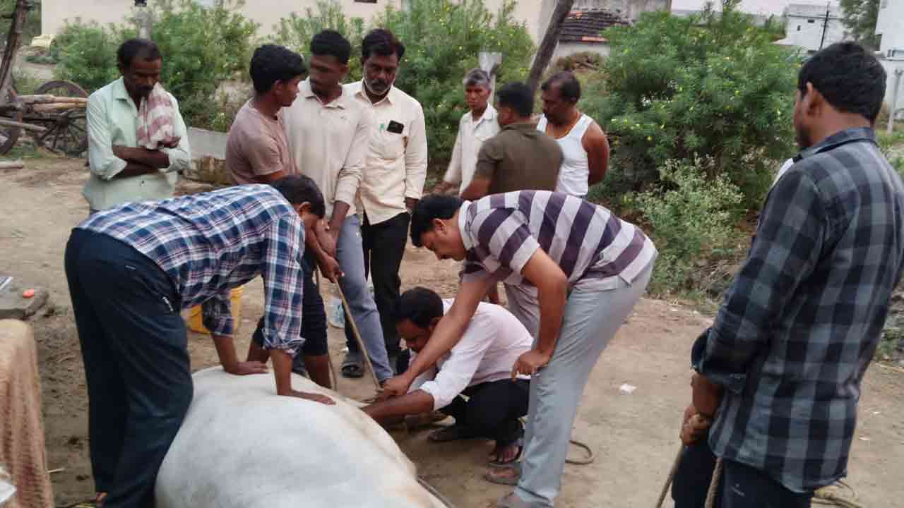 ప్రాణాపాయ స్థితిలో ఉన్న ఎద్దుకు జీవం పోసిన పశువైద్యాధికారి