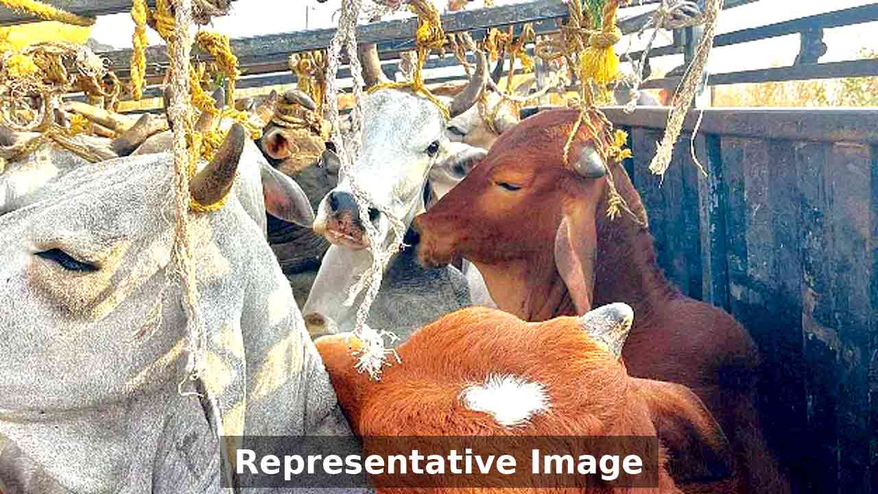 ఆగాపల్లి వద్ద అక్రమంగా తరలిస్తున్న ఆవుల పట్టివేత