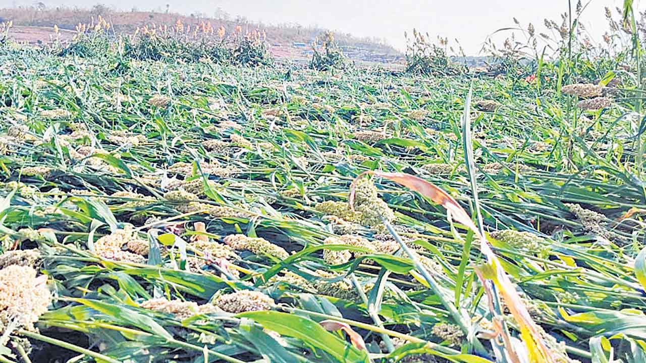 నేలరాలిన రైతు ఆశలు