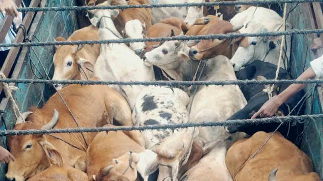 Medak | అక్రమంగా పశువుల రవాణా..   మూడు లారీలను పోలీసులకు అప్పగించిన స్థానికులు