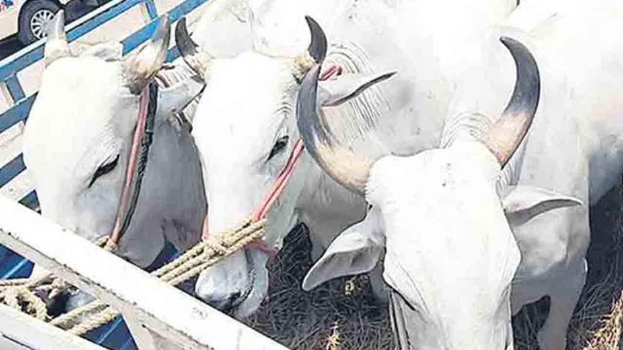 Hayathnagar | గోవులను తరలిస్తున్న లారీ బోల్తా..హయత్ నగర్ పోలీస్ స్టేషన్ పరిధిలో ఘటన