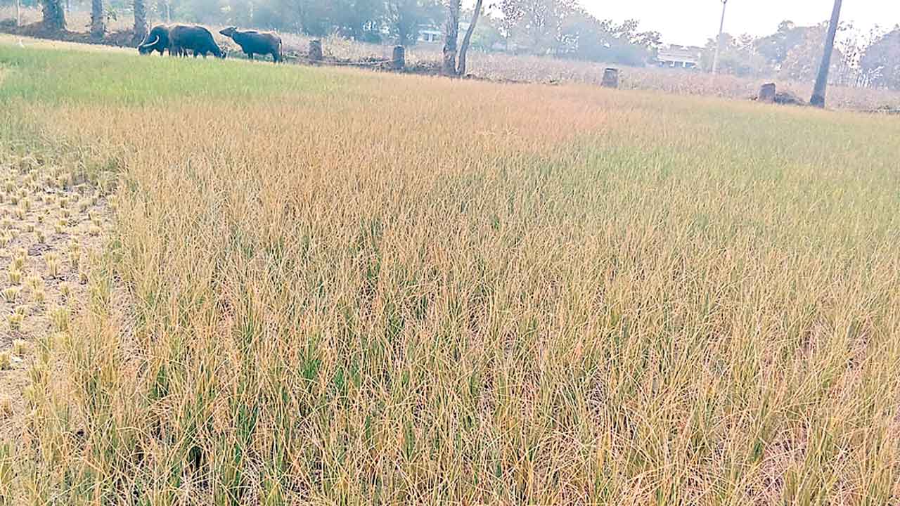 విప్‌ సొంతూరులోనే పంటలు ఎండుతున్నా పట్టదా?