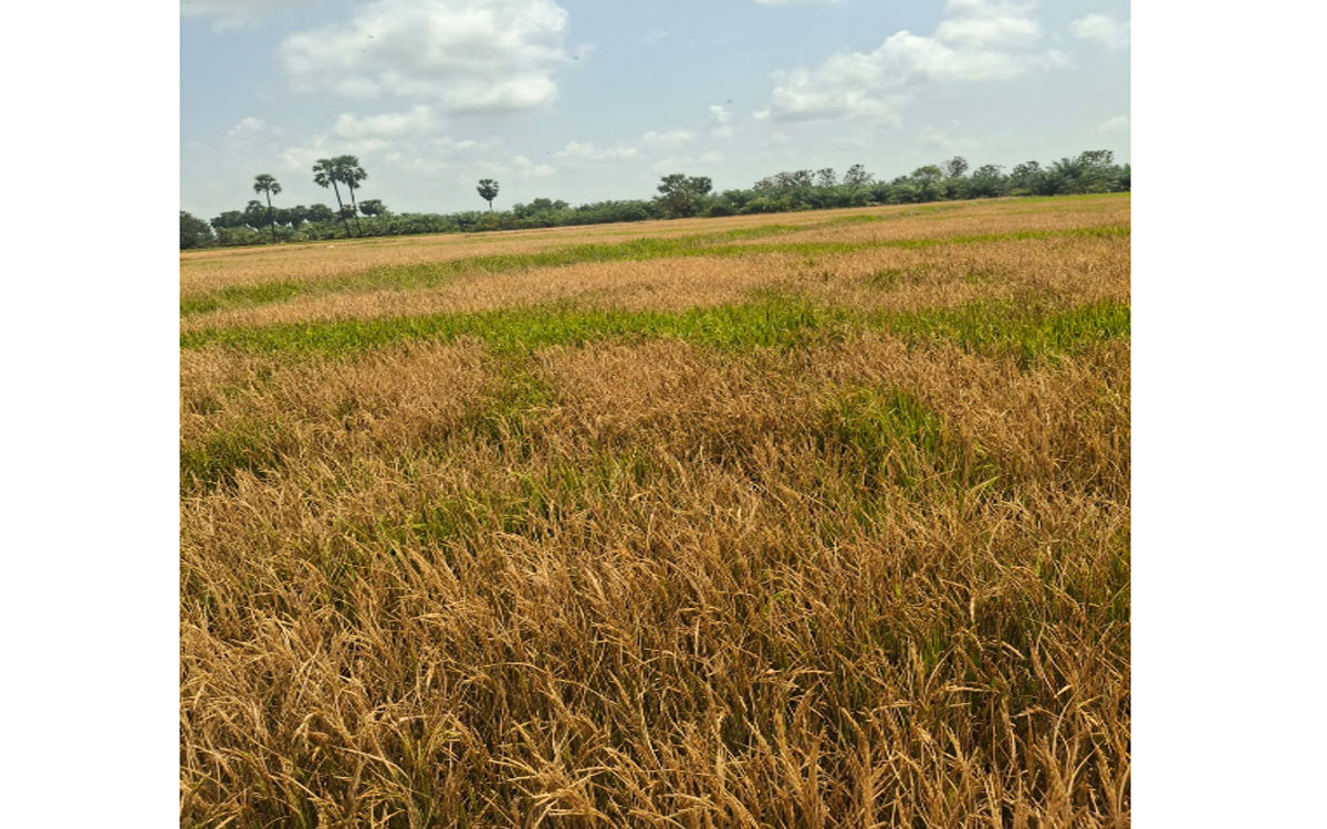 ఐదు ఎకరాల వ‌రి పంటపై గడ్డి మందు స్ప్రే