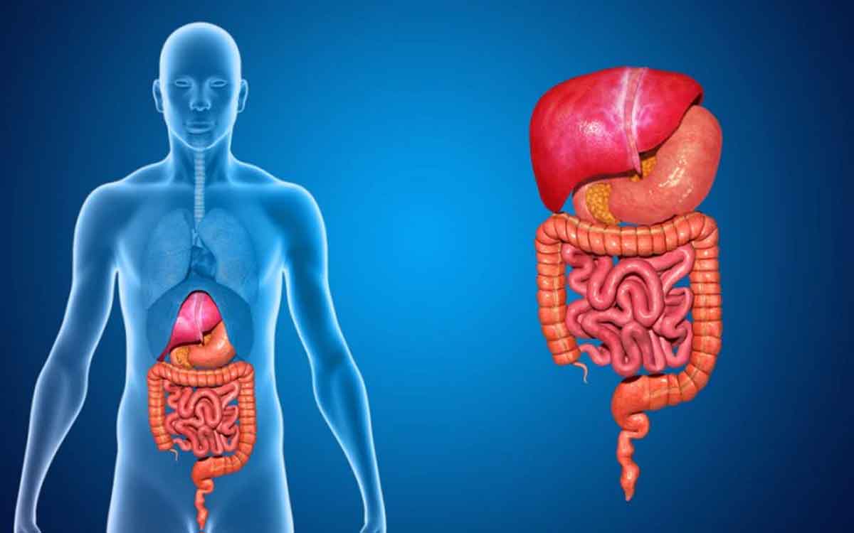 Digestive System | జీర్ణ వ్య‌వ‌స్థ ఆరోగ్యంగా ఉండి స‌రిగ్గా ప‌నిచేయాలంటే.. ఈ ఆహారాల‌ను రోజూ తీసుకోవాలి..