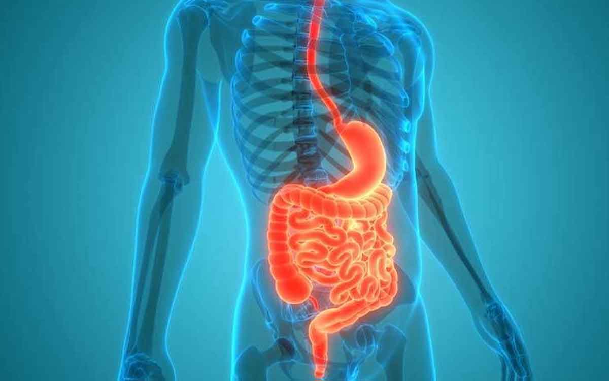 Digestive System | జీర్ణ వ్య‌వ‌స్థ ఆరోగ్యంగా ఉండాలంటే.. ఈ ఆహారాల‌ను రోజూ తీసుకోవాల్సిందే..!