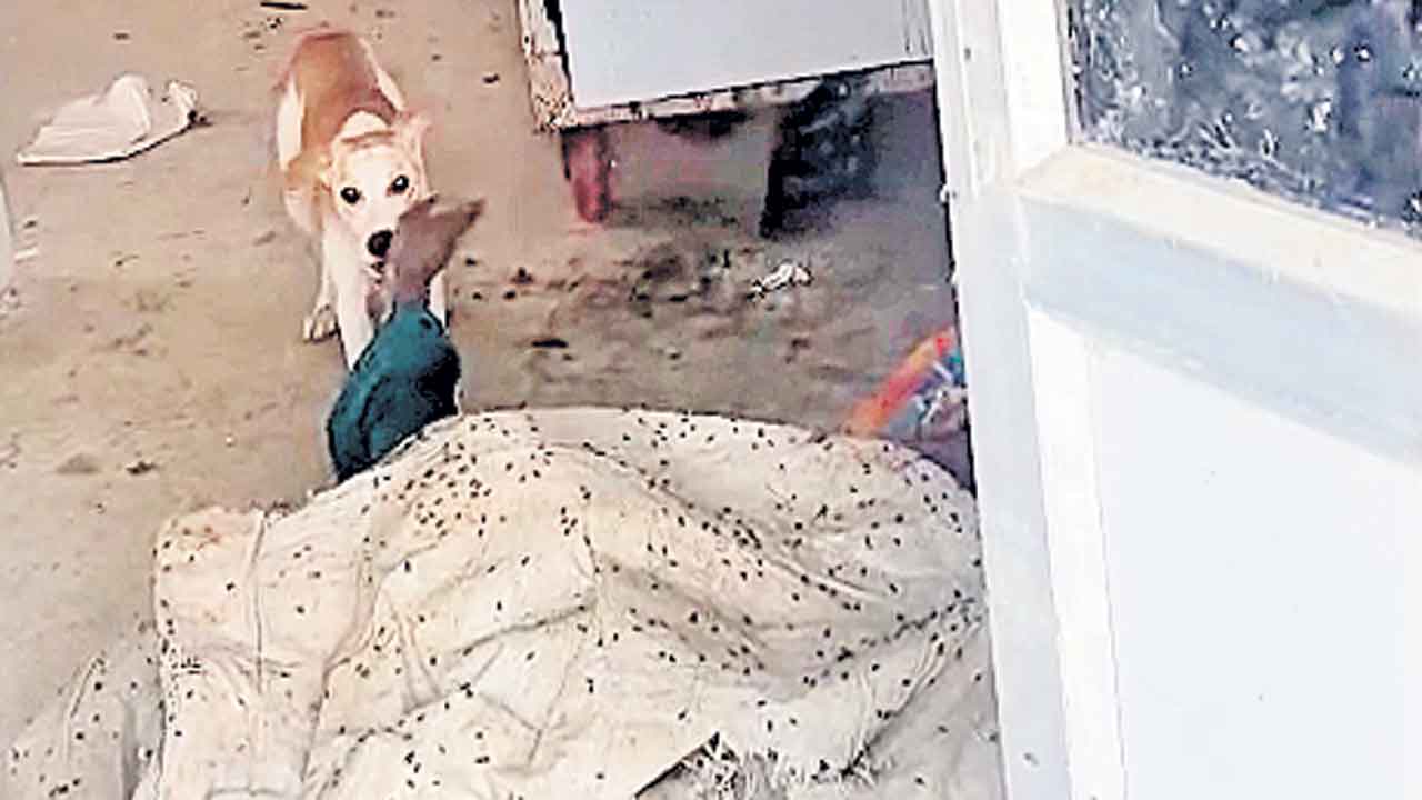 Jadcherla | జడ్చర్ల మార్చురీలో దారుణం.. మృతదేహాన్ని పీక్కుతిన్న కుక్కలు