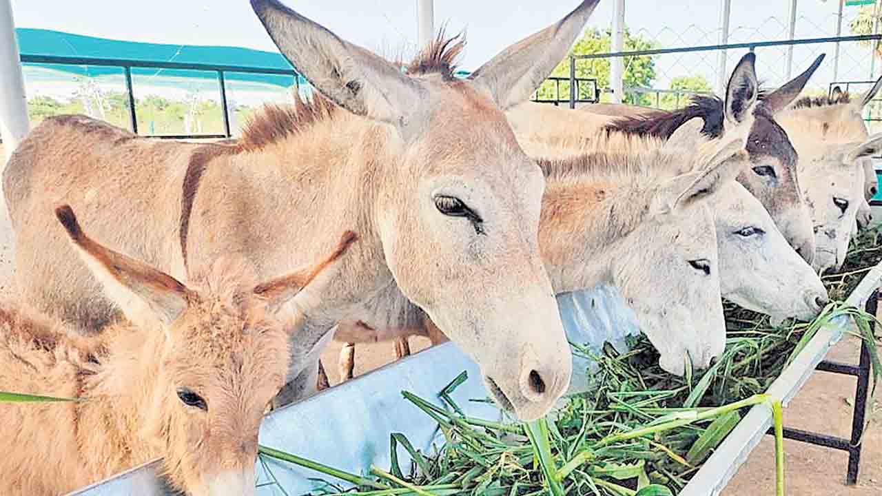 రండి.. గాడిదలను పెంచండి!