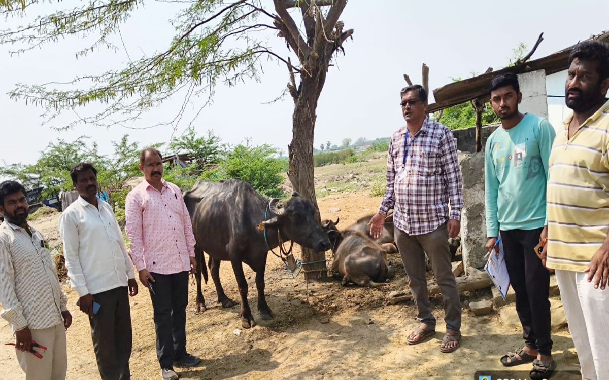 ‘ప‌శువుల్లో గాలికుంటు వ్యాధి నివారణకు టీకాలు వేయించాలి’