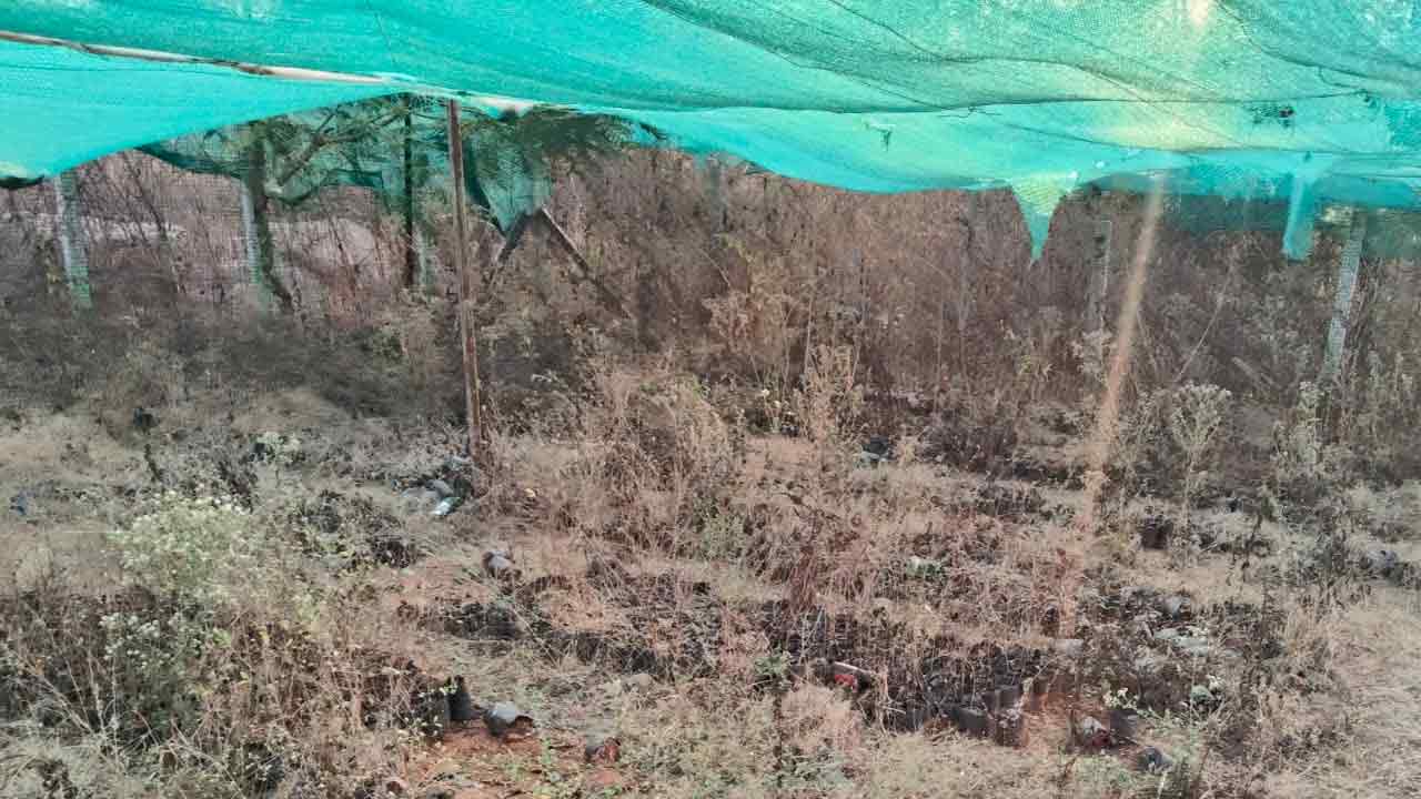 Khammam rural | పచ్చదనంపై పట్టింపేది? నీరుగారుతున్న హరిత సంకల్పం,చోద్యం చూస్తున్న మున్సిపల్ యంత్రాంగం