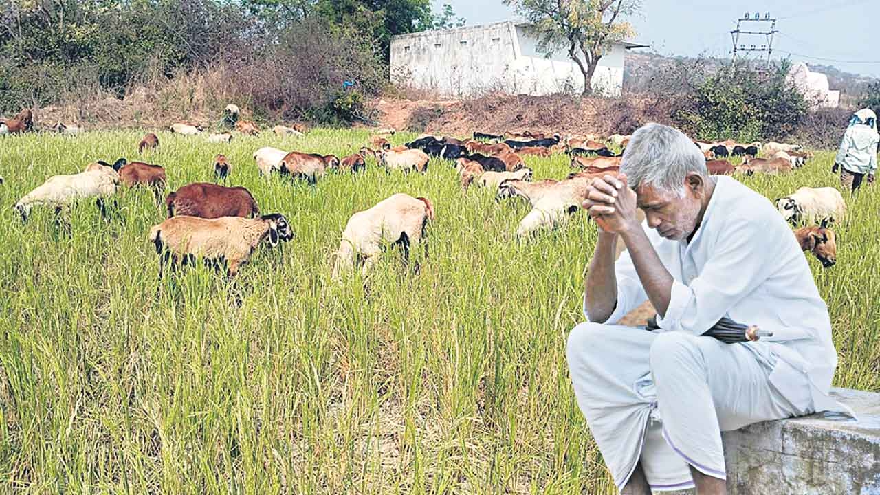 కౌలు రైతుకు ఏదీ భరోసా?