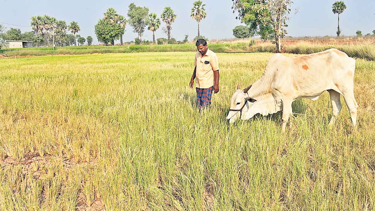 KCR | కేసీఆర్‌ ఉన్నప్పుడే బాగుండె..ఎట్లుండె తెలంగాణ ఎట్ల తెర్లయిపాయెనని రైతుల ఆవేదన