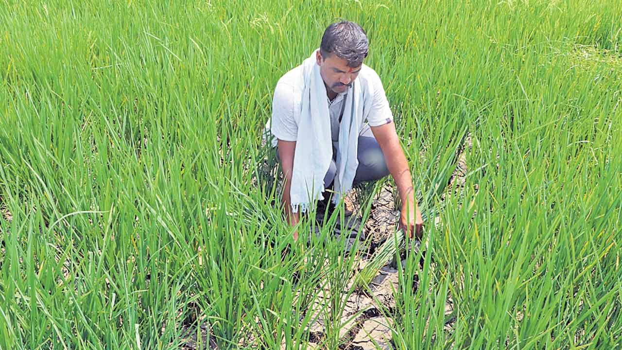కరెంట్‌ కోతలు ఎండుతున్న పంటలు