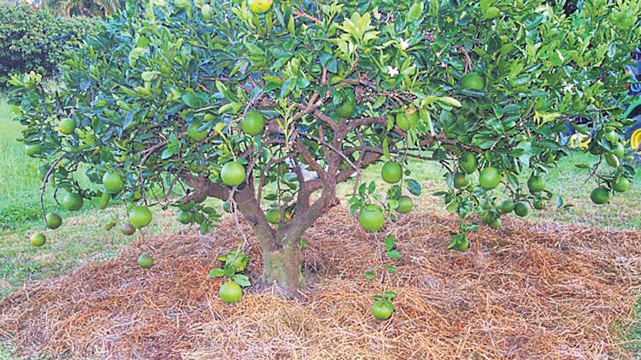 నిమ్మ దిగుబడి పెరగాలంటే..